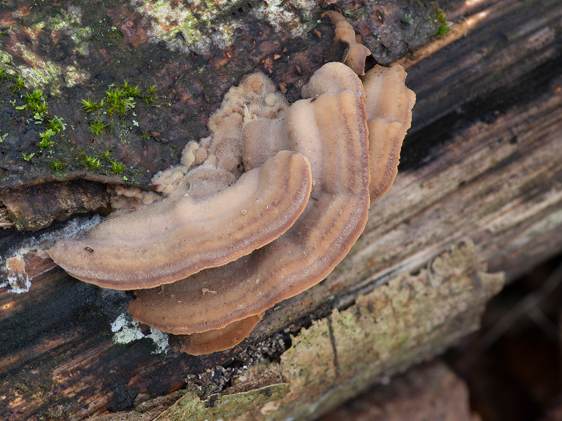 Antrodiella fragrans